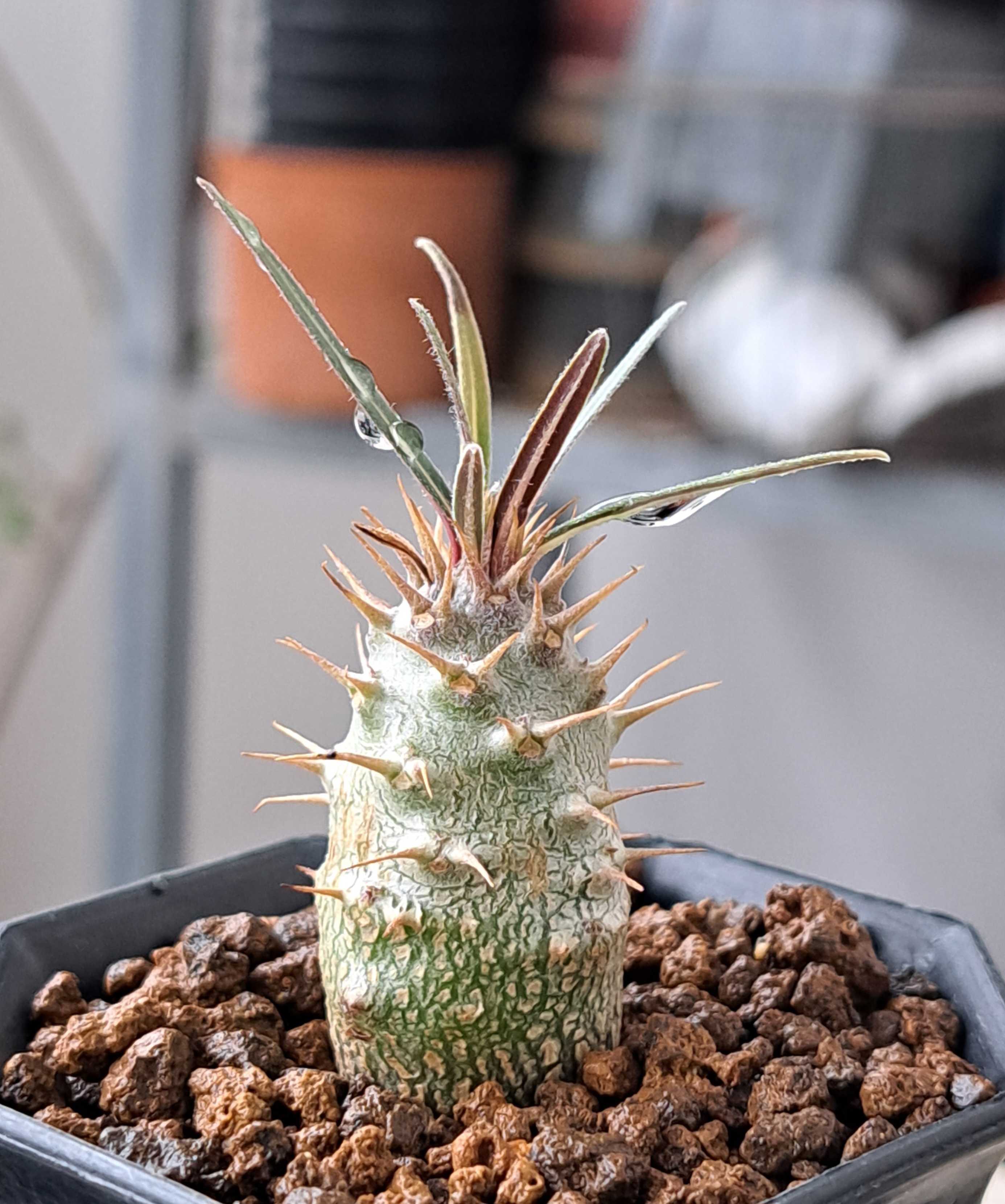 グラキリス、カクチペス、ロスラツム | デルオの多肉日記 - 楽天ブログ