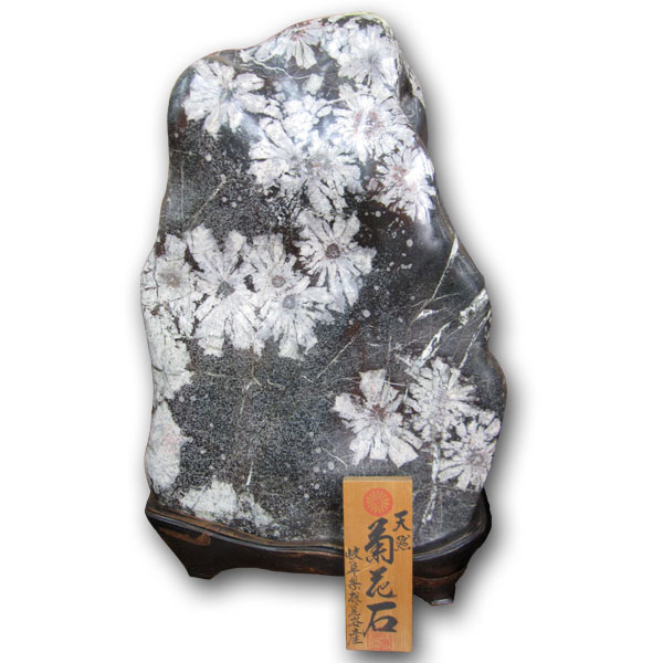 菊花石 販売・通販｜一点物の鑑賞石・庭石・菊紋様の至宝 [現物見学可