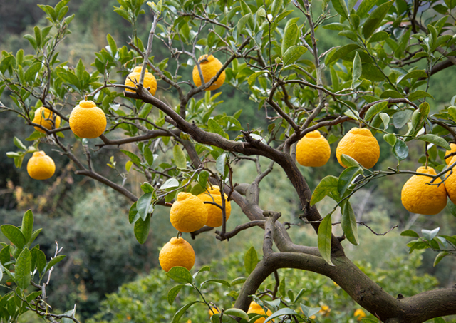 ゼリー】三宝柑福居袋5個入 | 飯島商店みすゞ飴本舗