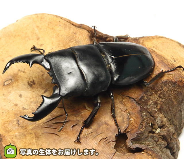 スマトラオオヒラタの販売│ビートルファーム