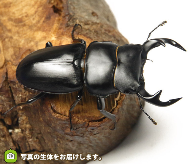 実物写真】タイワンオオクワガタ 台湾・桃園県巴陵産 F4 オス67mm