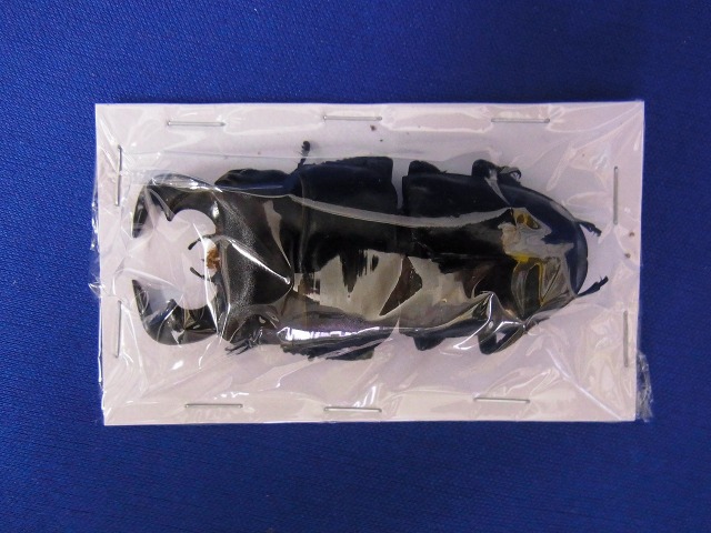 標本用）ダイオウヒラタクワガタ70ミリUP