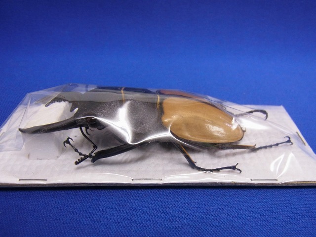 標本用）カステルナウツヤクワガタ82ミリ