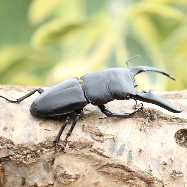 パラワンオオヒラタクワガタ