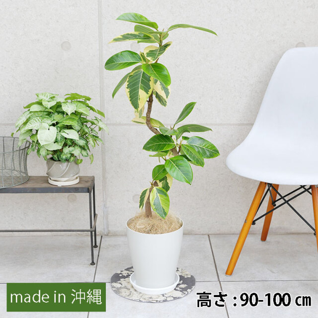 フィカス・アルテシーマ 7号鉢 観葉植物と植木鉢の専門店cocolate