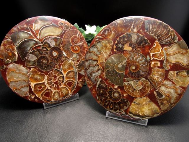 びっしりアンモナイト！ アンモナイト化石 円形スライス 1個売り 直径