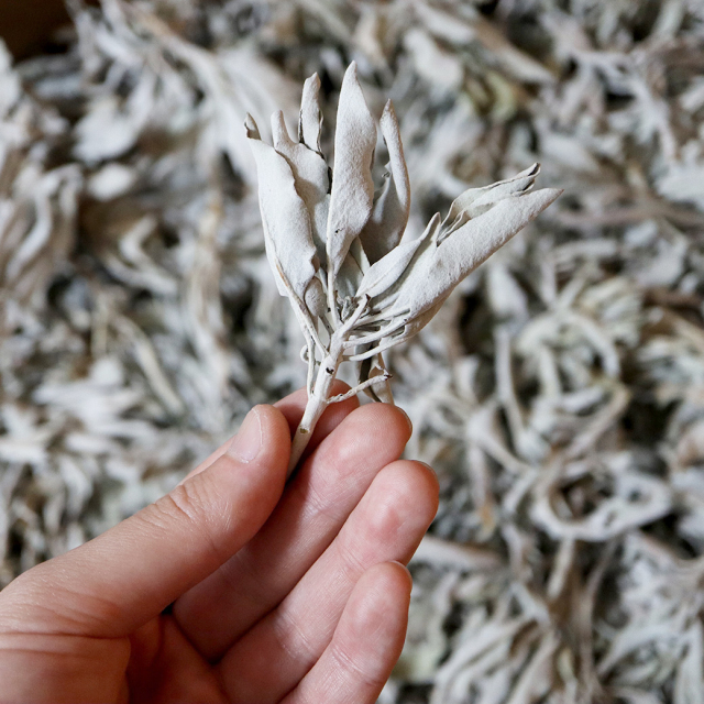 ホワイトセージ 1kg 大容量 無選別 枝付き クラッシュ 無農薬 高品質