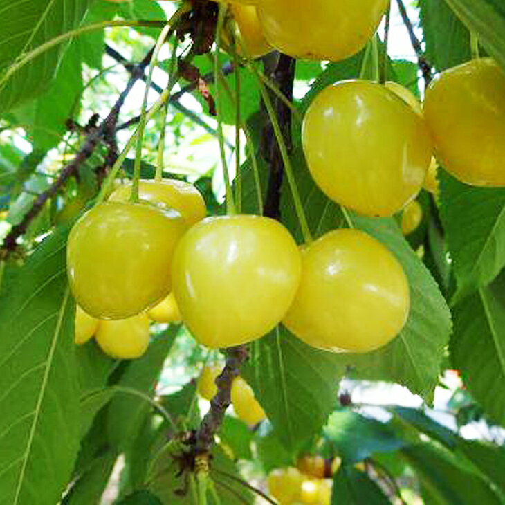 さくらんぼ 苗木 【黄色いサクランボ】 3年生 接ぎ木 約1.1m 大苗