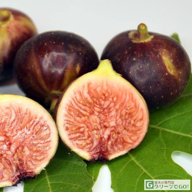イチジク 苗 【ロンドボーデックス】 1年生 挿し木 ポット苗