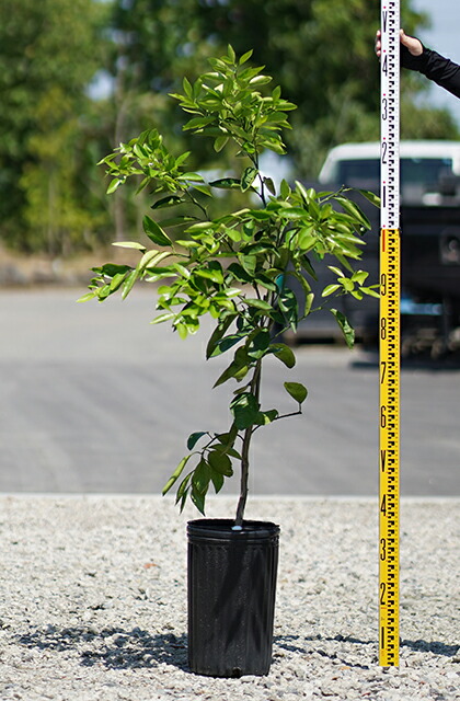 ゆず 苗 【花柚子 （ハナユズ）】 3年生 接ぎ木 約1.0m 大苗