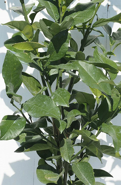 オレンジ 苗木 【はるか】 3年生 接ぎ木 約1.0m 大苗