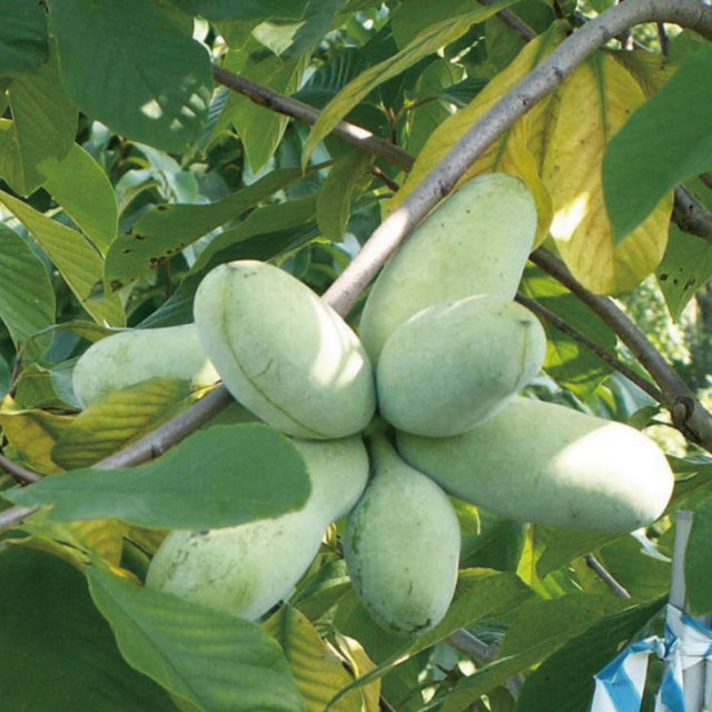 ポポー苗木 【ミッチェル】 3年生 接ぎ木 大苗