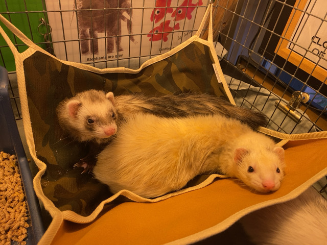 フェレット用 ハンモック Eタイプ