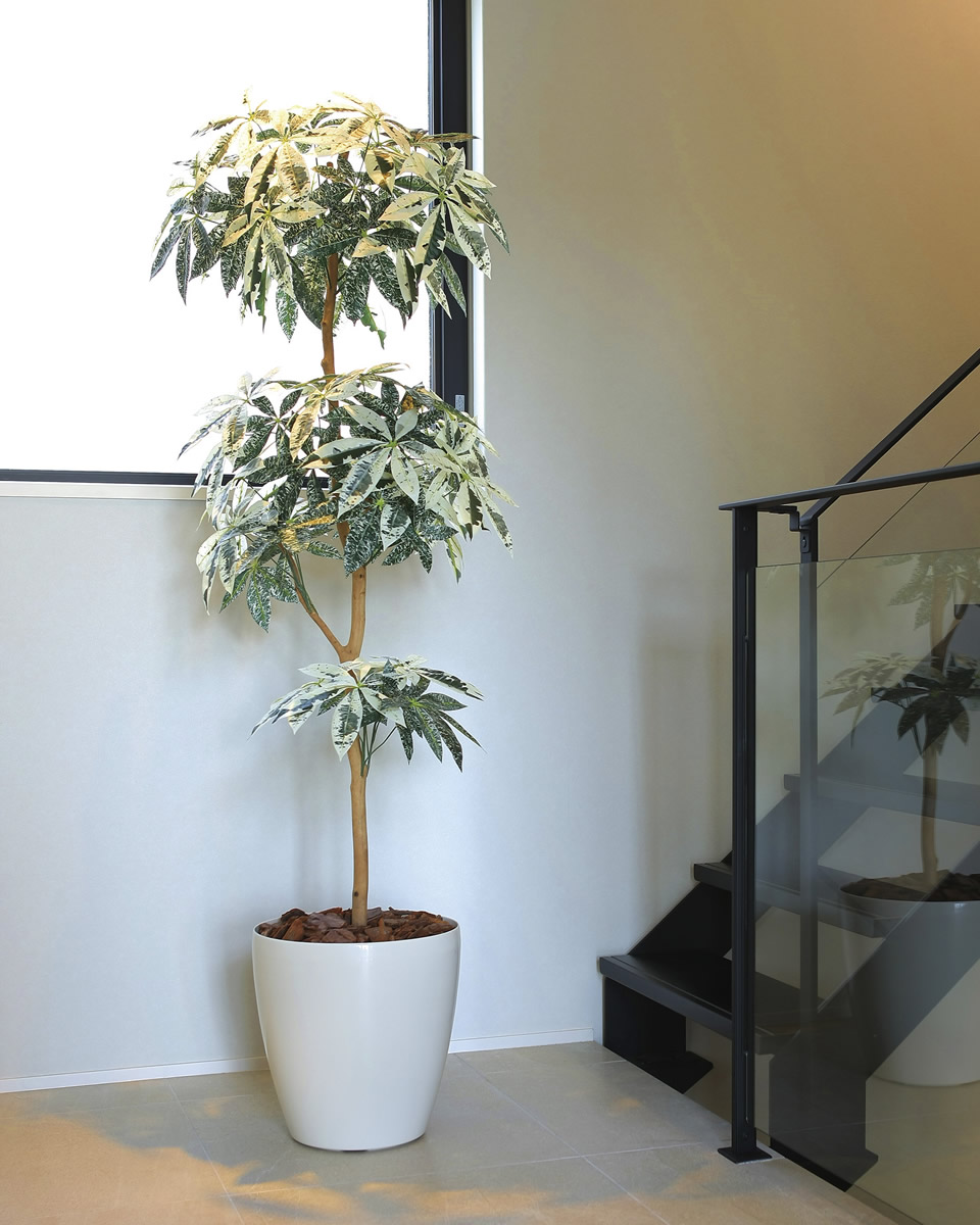 光触媒 光の楽園 ミルキーパキラ1.8【インテリア フェイクグリーン