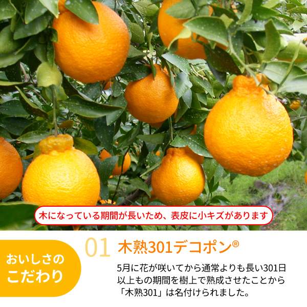 送料無料】木熟301デコポン 約3kg（12～15玉入り） 紀州梅干し・みかん