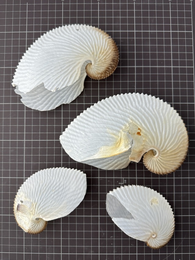 アオイガイ(国産）B品【約12～15cm/1個】 - Not for overseas sale - 貝殻