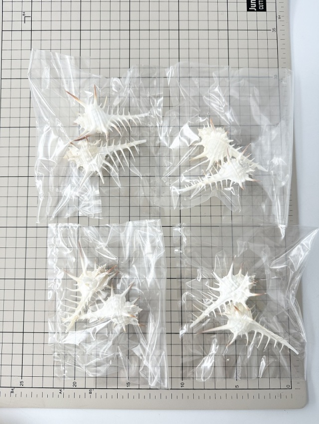 クロトゲホネガイ【7cm前後/2個】 En: Murex nigrispinosus (size