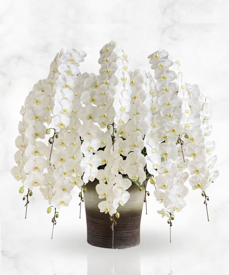 胡蝶蘭 特注 白 10本立ち 生花|胡蝶蘭の贈り物なら胡蝶蘭専門店【らんや】