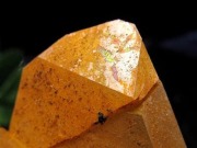 アーカンソー産ゴールデンヒーラー クラスター