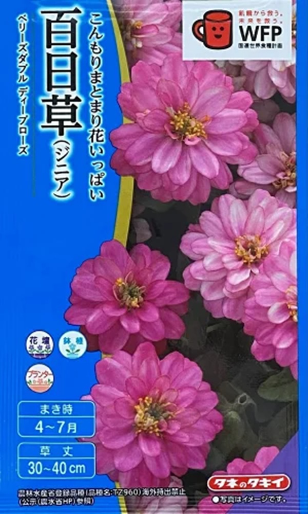 種子】百日草（ジニア）ベリーズダブル ディープローズ タキイ種苗の