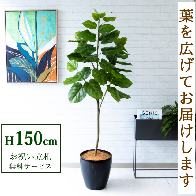 人工 観葉植物 フェイク グリーン ウンベラータ H約150cm 店舗 装飾