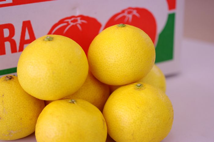 黄金柑（おうごんかん）通販 爽やかな香りが特徴のゴールデンオレンジを