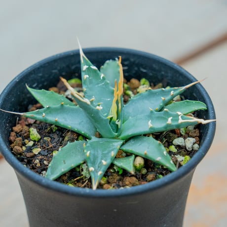 アガベエボリスピナ | STORES