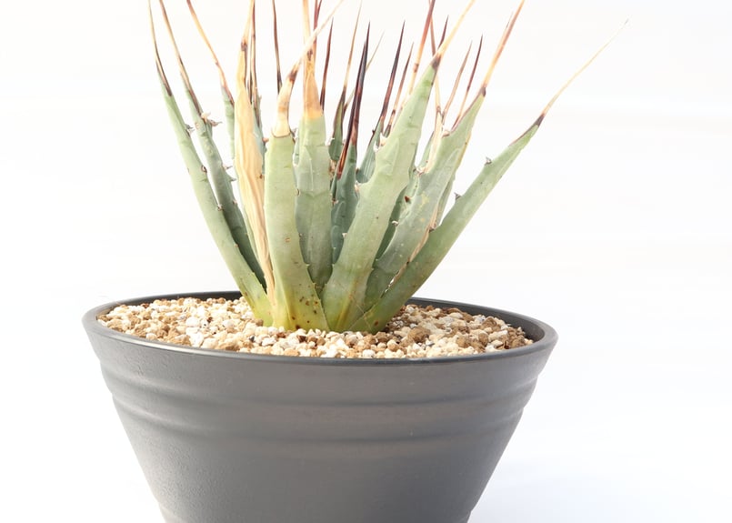 Agave utahensis var eborispina | mana's farm:塊根