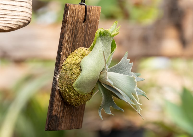 P. willinckii 'Jewel' (spore) | mana's farm:塊根植