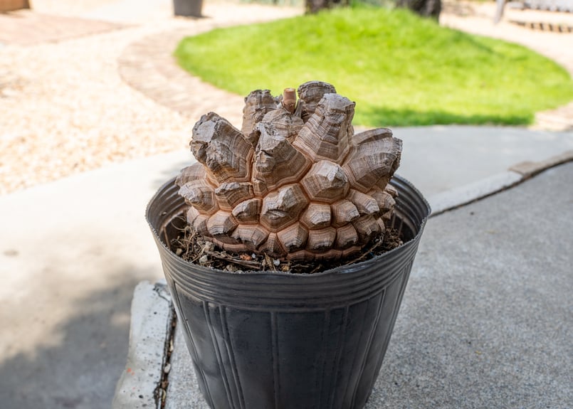 長谷川園芸産】亀甲竜 Dioscorea elephantipes 5寸 | mana's