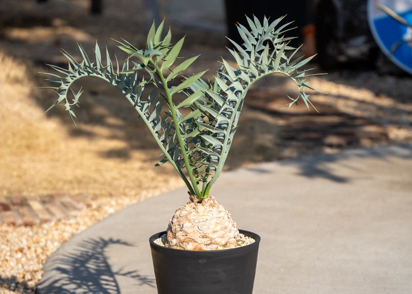 エンセファラルトス ホリダス | mana's farm:塊根植物・アガベ・ドライ