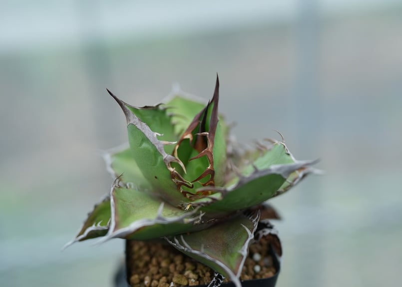 アガベ オテロイ 沖縄実生 No.6 [2026/02/12] | mana's farm: