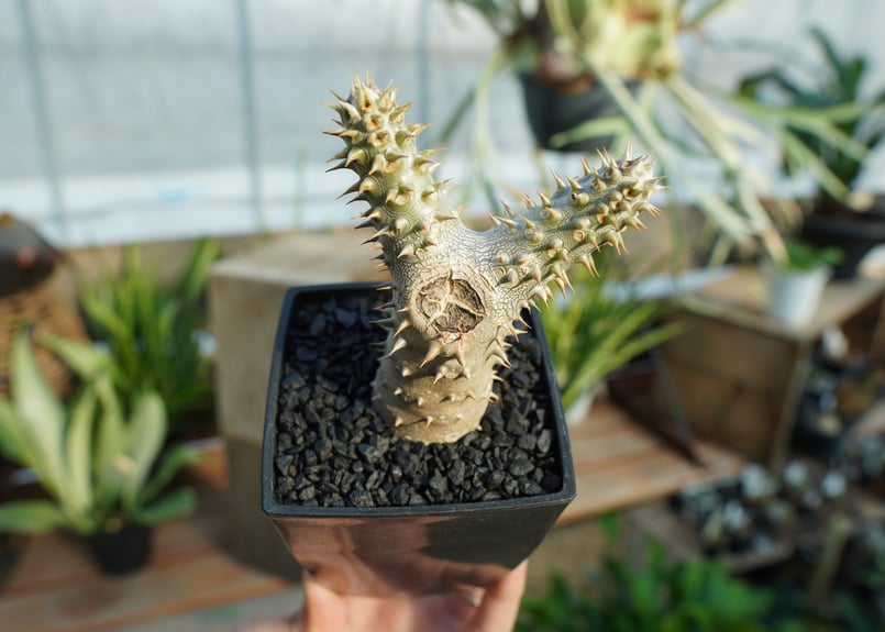 パキポディウム 伊藤ハイブリッド | mana's farm:塊根植物・アガベ