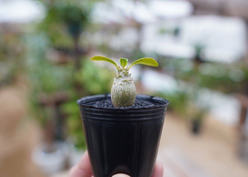 パキポディウム ウィンゾリー 沖縄実生株 | mana's farm:塊根植物