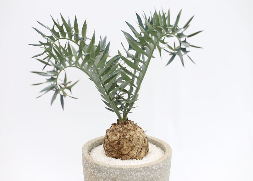 エンセファラルトス ホリダス no.10 | mana's farm:塊根植物・アガベ