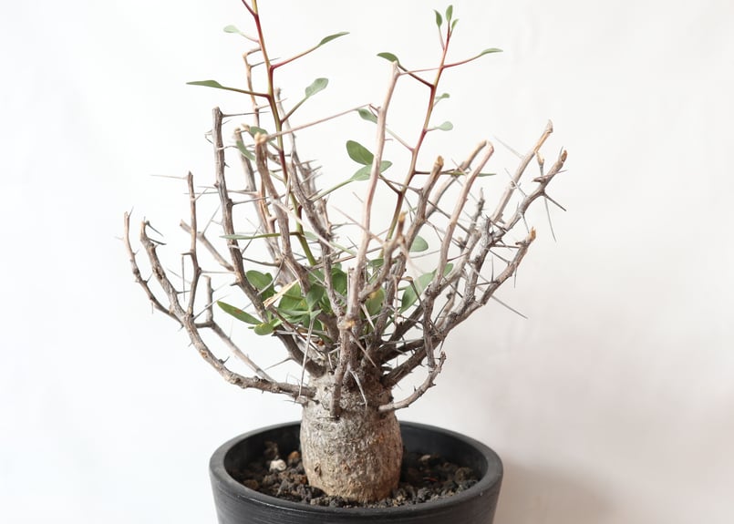 フォークイエリア コルムナリス 観峰玉 | mana's farm:塊根植物