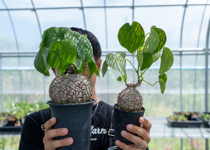 ステファニア スベローサ | mana's farm:塊根植物・アガベ・ドライ