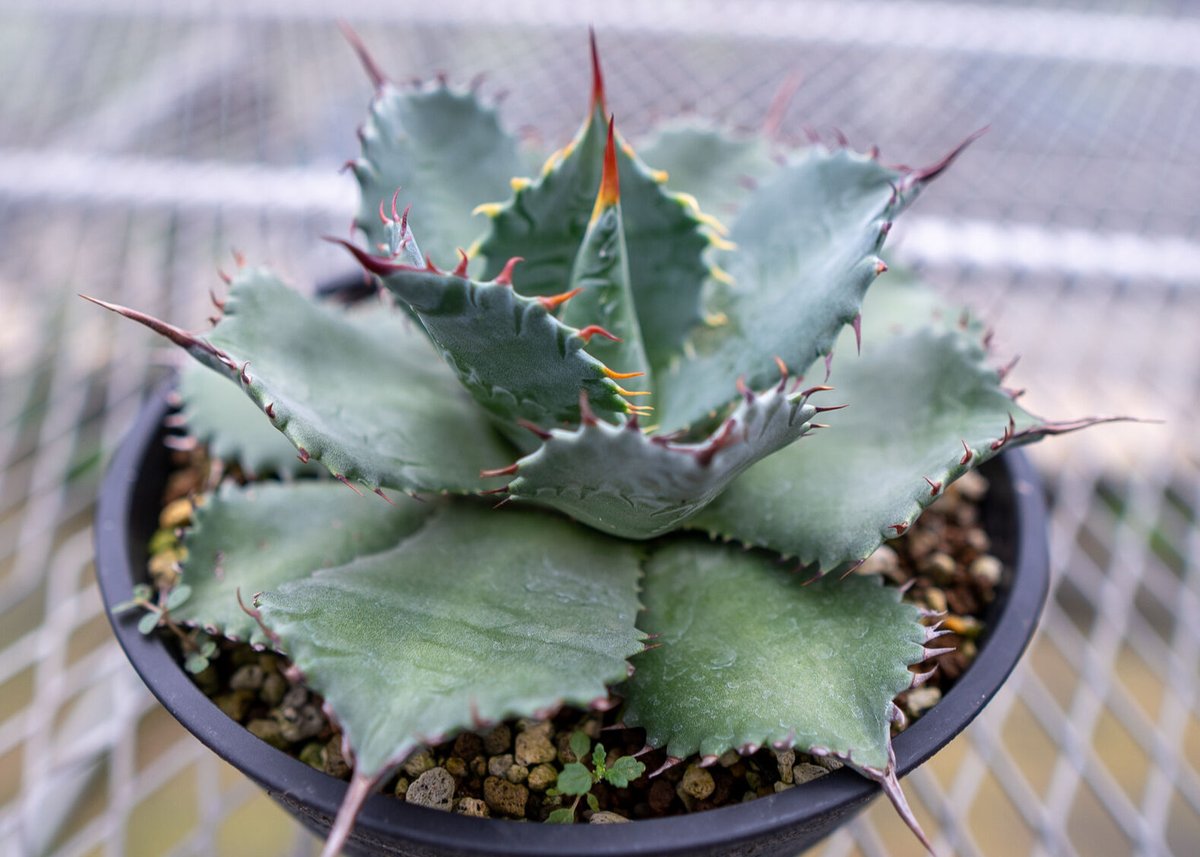 アガベ イシスメンシスxパラサナ | mana's farm:塊根植物・アガベ