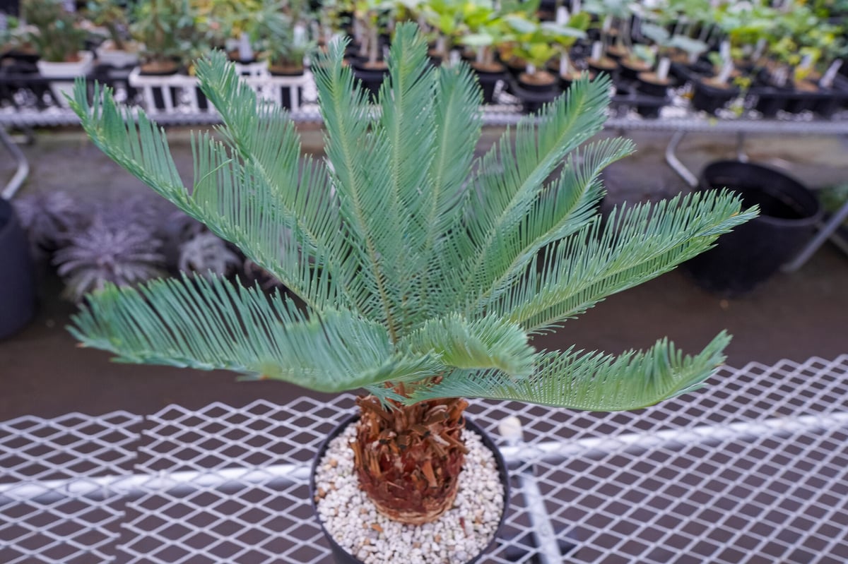 サイカス カイルンシアナ 秋分の日限定価格。 | mana's farm:塊根植物