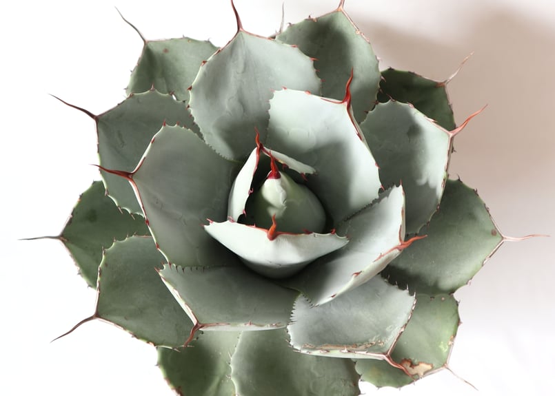 アガベ パリー トランカータ | mana's farm:塊根植物・アガベ・ドライ