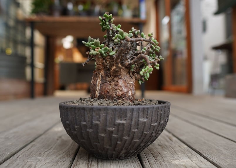 ケラリア ピグマエア Ceraria pygmaea | mana's farm:塊根植