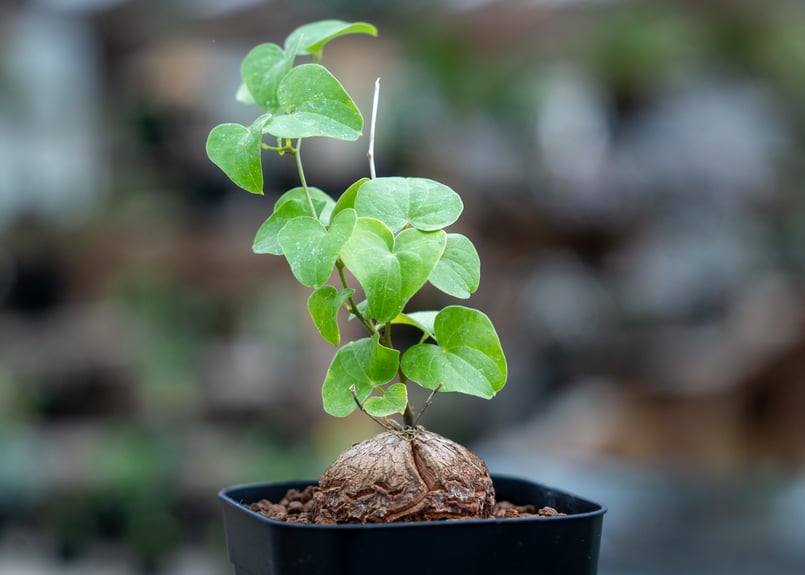 亀甲竜 | mana's farm:塊根植物・アガベ・ドライガーデン植物販売|マナ