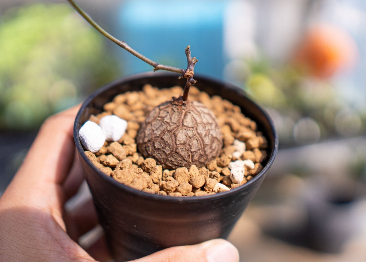 亀甲竜 実生 【1】 | mana's farm:塊根植物・アガベ・ドライガーデン