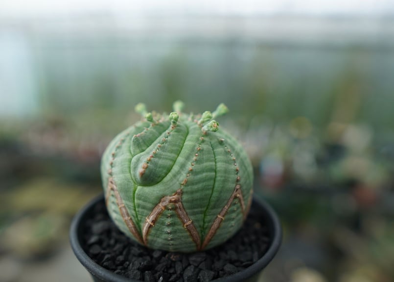 ユーフォルビア オベサ Euphorbia obesa | mana's farm:塊根植物・