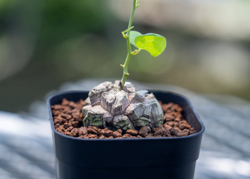 亀甲竜 No.10 | mana's farm:塊根植物・アガベ・ドライガーデン植物