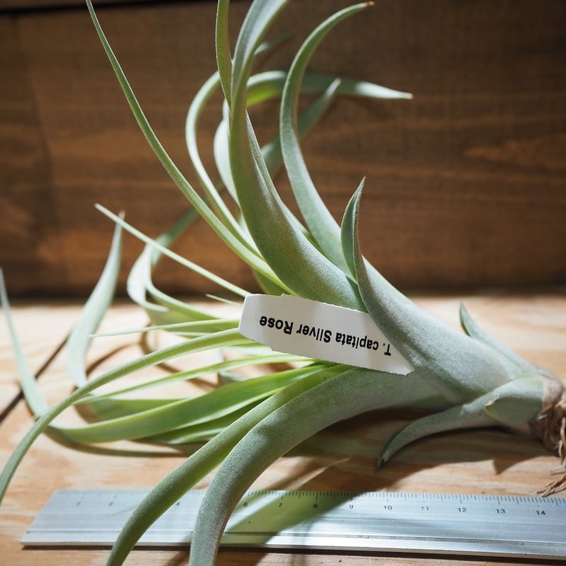 チランジア ／ カピタータ シルバーローズ (T.capitata 'SilverRose')