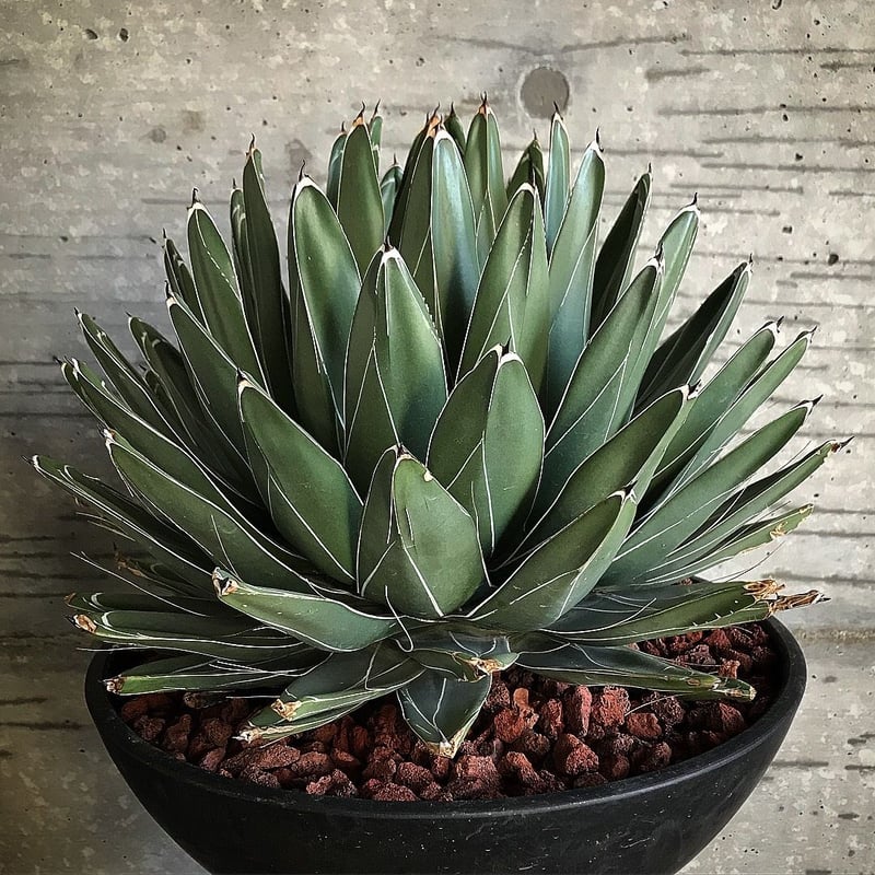 アガベ 笹の雪 特大株 | bot.