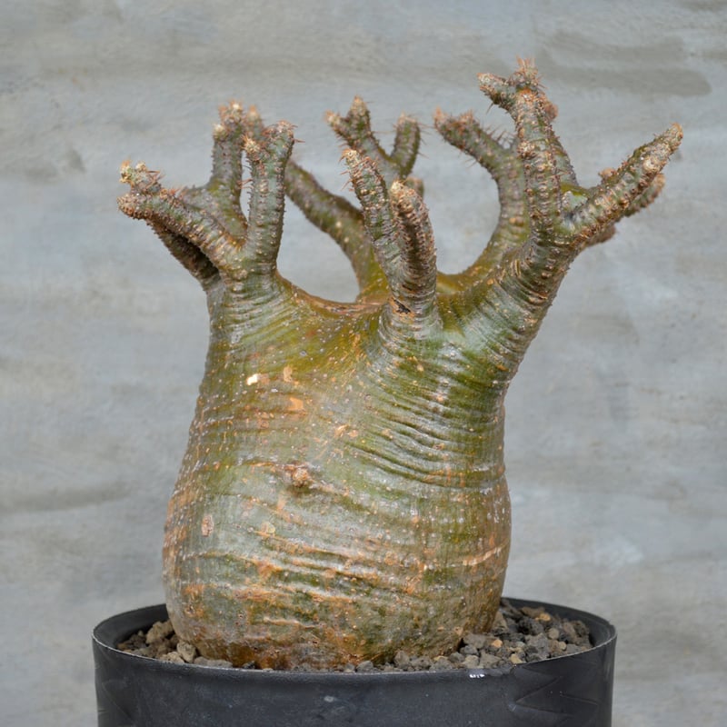 SRL鉢 パキポディウム グラキリス 現地球 発根済み グラキリス 現地球