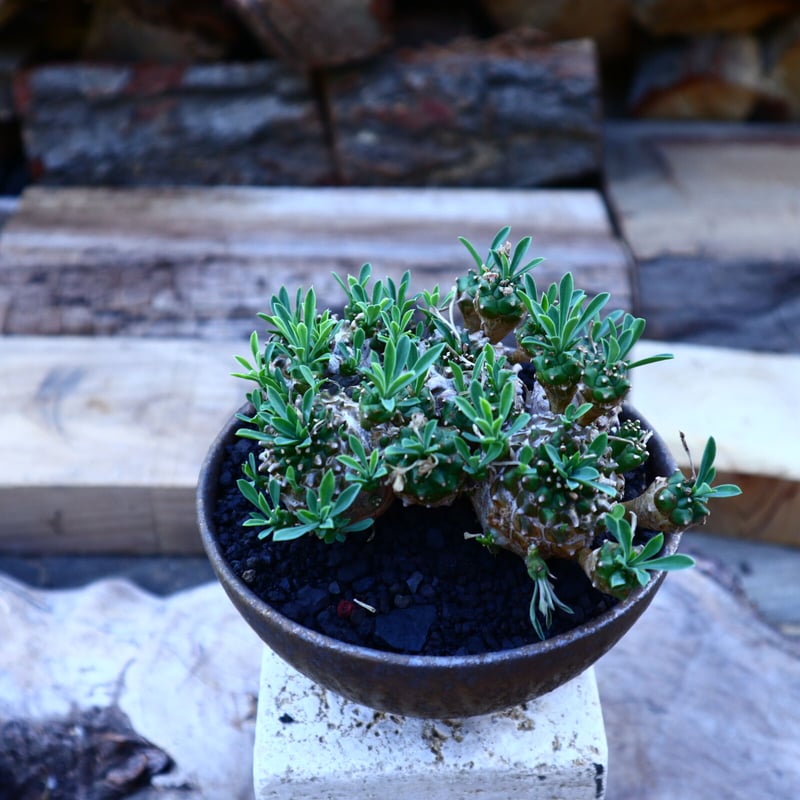 ユーフォルビア 峨眉山／Euphorbia 'Gabisan' no.50910 |