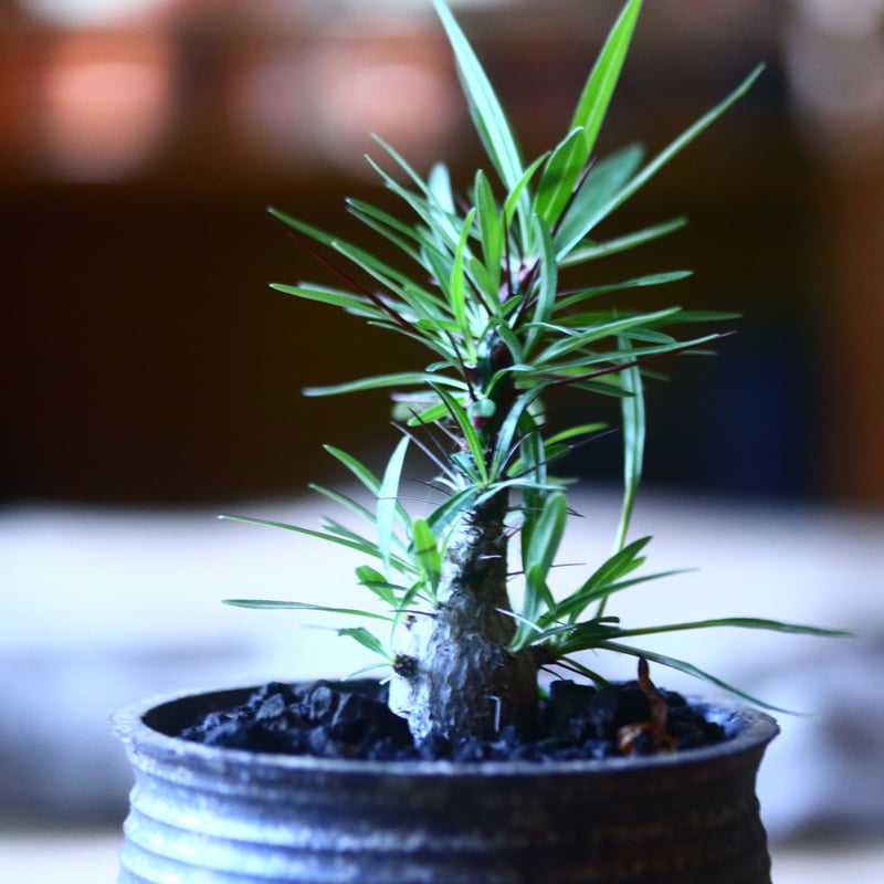 フォークイエリア プルプシー 実生 Fouquieria purpusii no.7